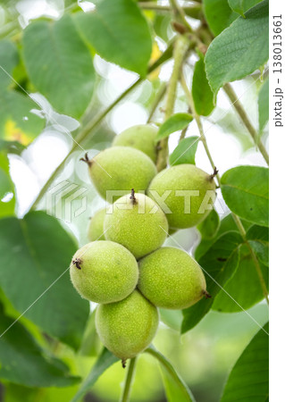 オニグルミ　札幌市 138013661