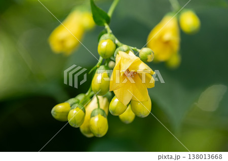 キレンゲショウマ　滝野すずらん丘陵公園　札幌市 138013668
