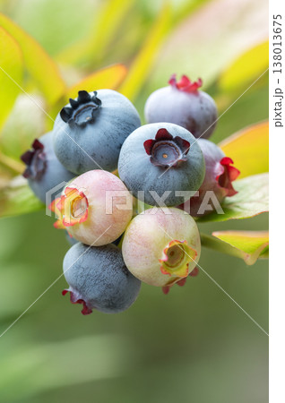 ブルーベリー　札幌市 138013675