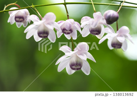 レンゲショウマ　滝野すずらん丘陵公園　札幌市 138013692