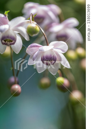 レンゲショウマ　滝野すずらん丘陵公園　札幌市 138013699