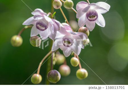 レンゲショウマ　滝野すずらん丘陵公園　札幌市 138013701