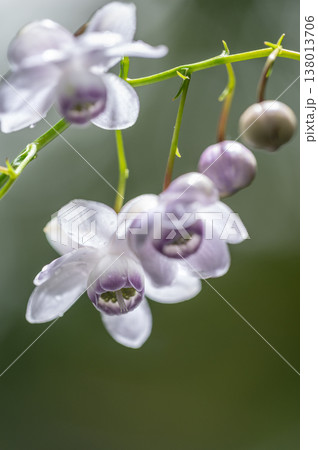 レンゲショウマ　滝野すずらん丘陵公園　札幌市 138013706