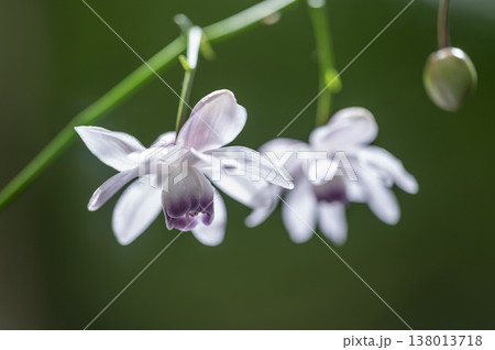 レンゲショウマ　滝野すずらん丘陵公園　札幌市 138013718