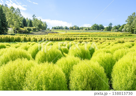 コキア　滝野すずらん丘陵公園　札幌市 138013730