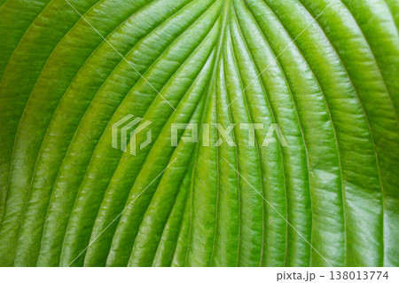 close-up of the texture of a large leaf of a Hosta plant close-up of the texture of a large leaf of a Hosta plant 138013774