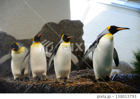 a group of penguins in a zoo in captivity in an artificial environment 138013793
