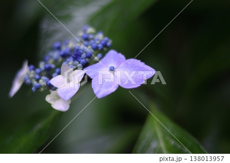雨に濡れた紫の紫陽花 雨に濡れた紫の紫陽花 138013957