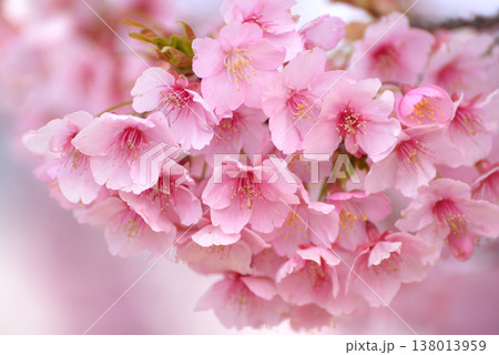河津桜の花びら 河津桜の花びら 138013959