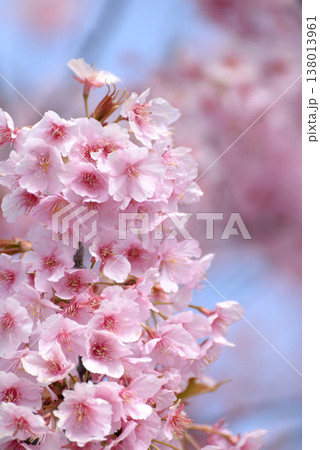 草加市の河津桜 草加市の河津桜 138013961