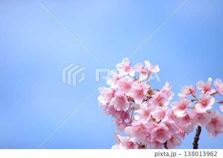 草加市の河津桜 138013962