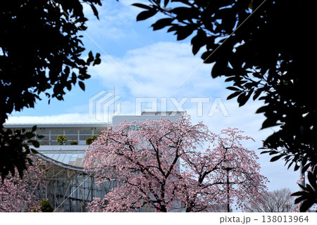 安行寒桜 安行寒桜 138013964