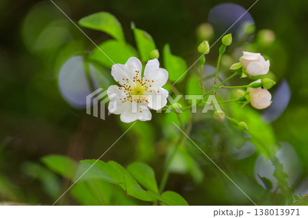新緑の森に咲く白いノイバラの花 新緑の森に咲く白いノイバラの花 138013971