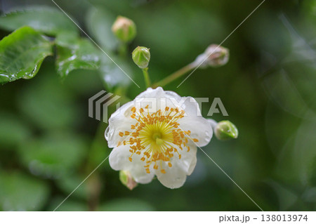 新緑の森に咲く雨に濡れた白いノイバラの花 新緑の森に咲く雨に濡れた白いノイバラの花 138013974