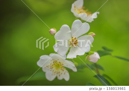 新緑の森に咲く白いノイバラの花 新緑の森に咲く白いノイバラの花 138013981