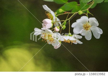 新緑の森に咲く白いノイバラの花 138013982