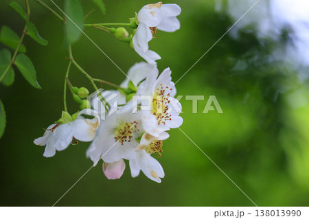新緑の森に咲く白いノイバラの花 新緑の森に咲く白いノイバラの花 138013990