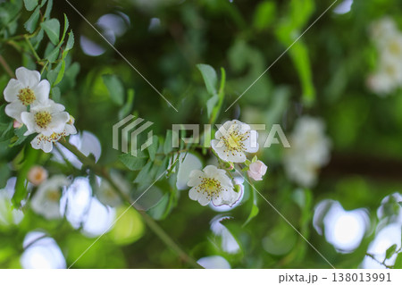 新緑の森に咲く白いノイバラの花 新緑の森に咲く白いノイバラの花 138013991