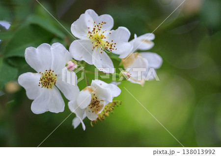 新緑の森に咲く白いノイバラの花 新緑の森に咲く白いノイバラの花 138013992