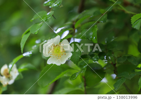 新緑の森に咲く雨に濡れた白いノイバラの花 新緑の森に咲く雨に濡れた白いノイバラの花 138013996