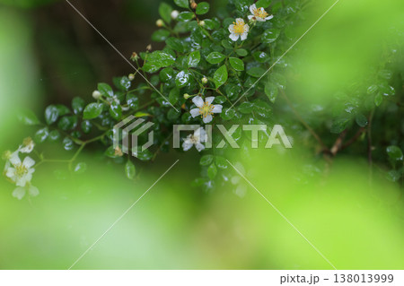 新緑の森に咲く雨に濡れた白いノイバラの花 新緑の森に咲く雨に濡れた白いノイバラの花 138013999