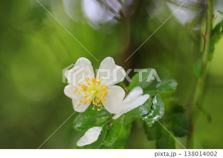 新緑の森に咲く雨に濡れた白いノイバラの花 138014002