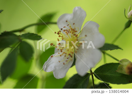 新緑の森に咲く白いノイバラの花 138014004