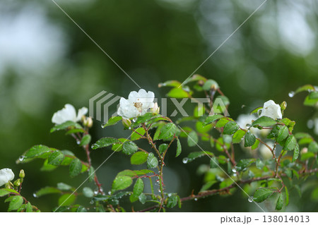 新緑の森に咲く雨に濡れた白いノイバラの花 新緑の森に咲く雨に濡れた白いノイバラの花 138014013