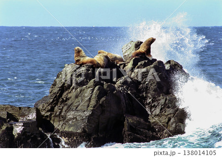 岩場で休むトド 138014105