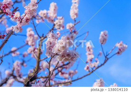青空に映える満開のアンズのクローズアップ 138014110