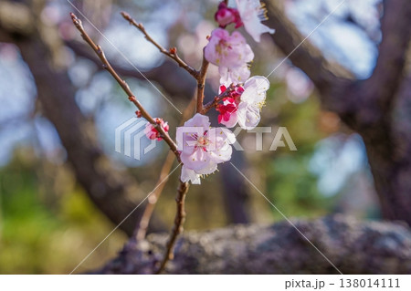 春の訪れを告げる淡いアンズの梅の花 柔らかな自然光とボケ味の背景 138014111