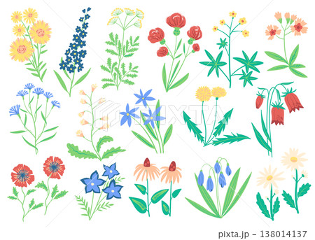 Wildflower Botanical Set Hand Drawn 138014137