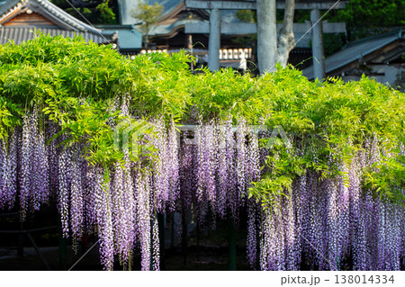 西寒多神社の藤の花 138014334