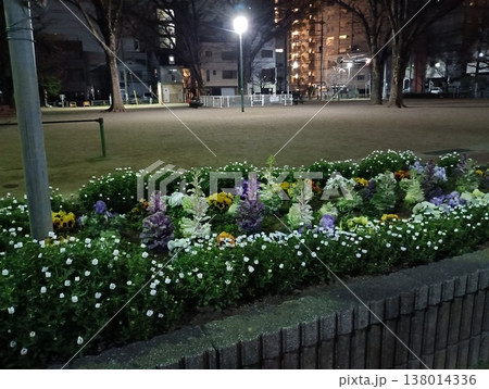 夜に咲く、小さな光たち 夜に咲く、小さな光たち 138014336