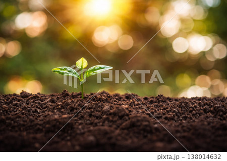 AI generated young green seedling emerging from rich soil under warm golden sunlight symbolizing growth hope sustainability new beginnings and natural development 138014632