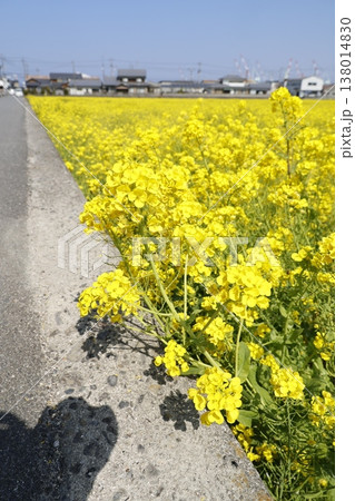 3月の菜の花畑。道路沿いの春風景。 3月の菜の花畑。道路沿いの春風景。 138014830