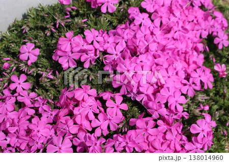 ピンクの花を咲かせた植物 芝桜 ピンクの花を咲かせた植物 芝桜 138014960