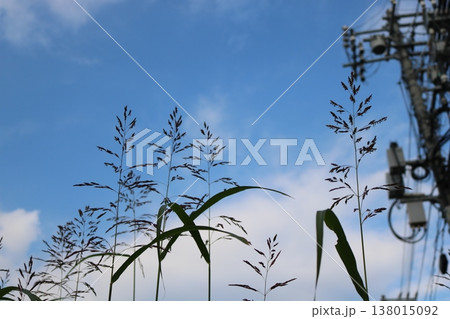 青空に揺れる草と電柱のシルエット 自然と都市の対比風景 138015092