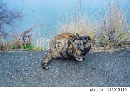 堤防で遊ぶさび猫 138015110