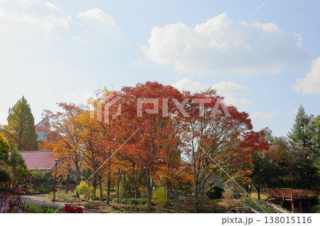 紅葉　雑木林 138015116