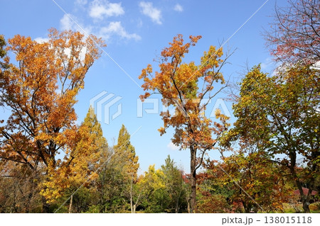 黄葉　クヌギの木 138015118