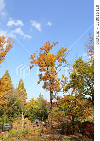 黄葉　クヌギの木 138015119