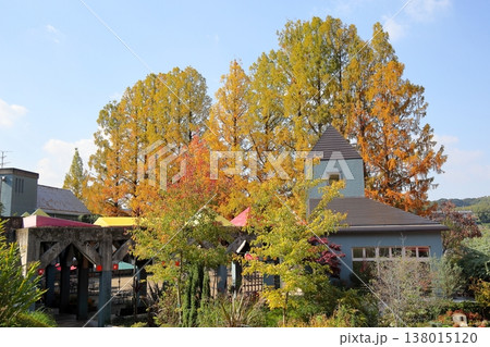 色づく　メタセコイアの木 138015120