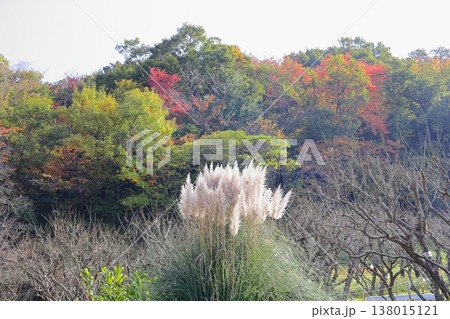 爽やか　パンパスグラスの花穂 138015121