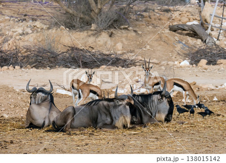 The blue wildebeest or brindled gnu (Connochaetes taurinus) and Thomson's gazelle (Eudorcas thomsonii) The blue wildebeest or brindled gnu (Connochaetes taurinus) and Thomson's gazelle (Eudorcas thomsonii) 138015142