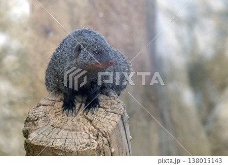 The banded mongoose (Mungos mungo) The banded mongoose (Mungos mungo) 138015143