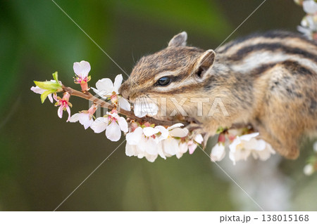 桜の花をくわえるシマリス 春の自然に生きる可愛い野生動物 桜の花をくわえるシマリス 春の自然に生きる可愛い野生動物 138015168