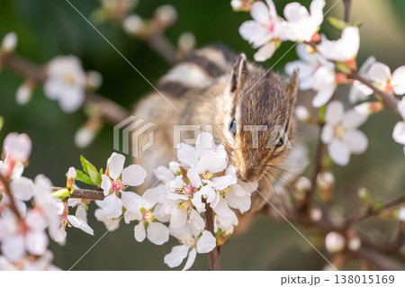 桜の花に顔を寄せるシマリス 春の自然と可愛い野生動物 桜の花に顔を寄せるシマリス 春の自然と可愛い野生動物 138015169