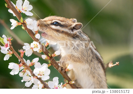 桜の花を食べるシマリス 春の可愛い野生動物のクローズアップ 138015172