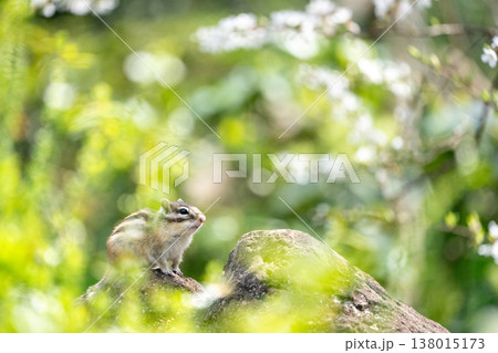 春の光の中で岩に佇むシマリス 花に囲まれた自然の風景 春の光の中で岩に佇むシマリス 花に囲まれた自然の風景 138015173